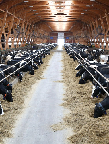 Agriculturam et iumenta industria
